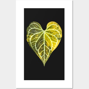 ANTHURIUM CLARINERVIUM VARIEGATED Posters and Art